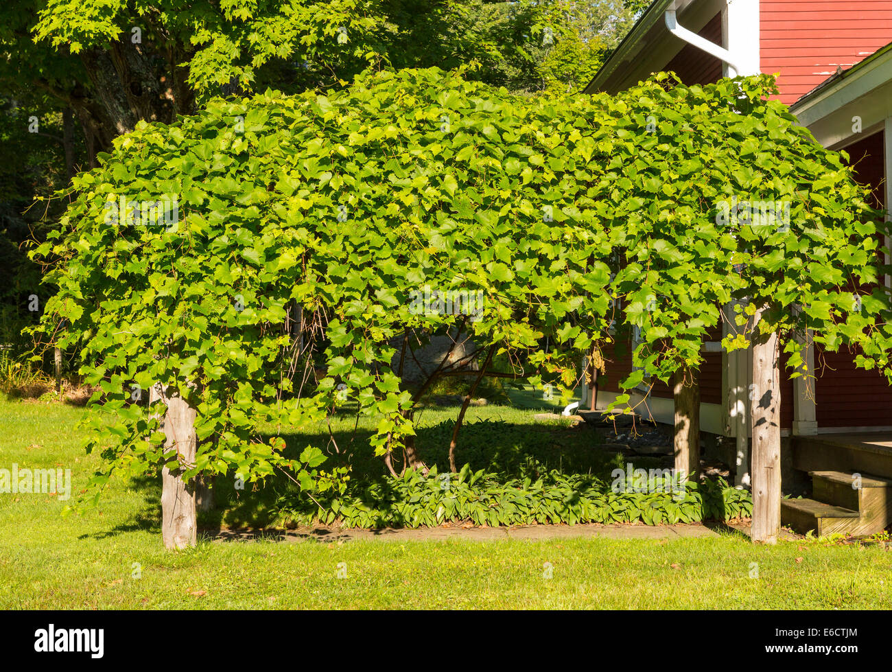 WARREN, Vermont, USA - uva arbor. Foto Stock