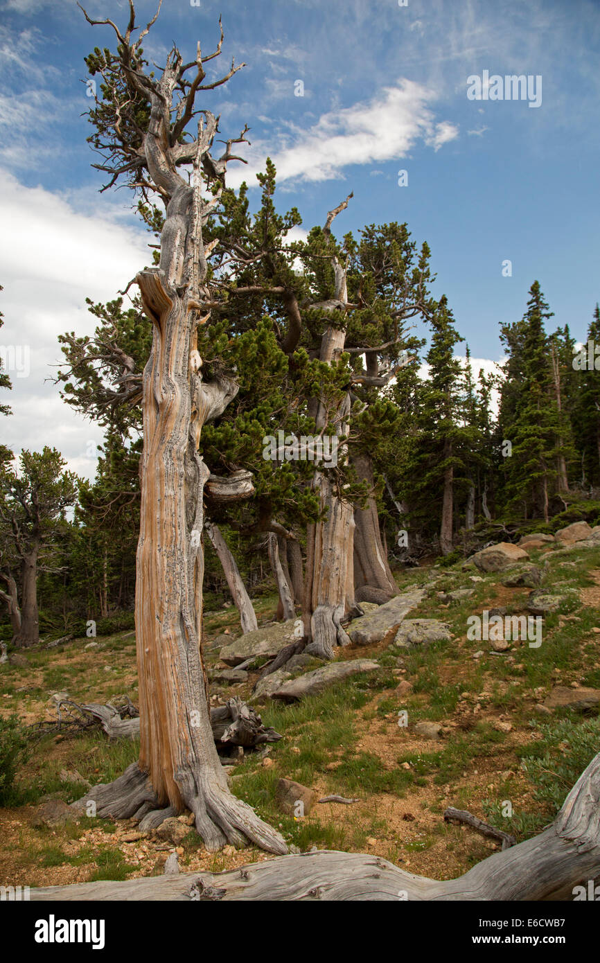 Idaho Springs, Colorado - Bristlecone pini (Pinus aristata) nel Mt. Golia Area Naturale su Mt. Evans. Foto Stock