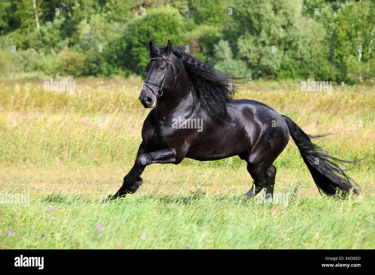 Incredibile cavallo frisone in esecuzione in campo estivo Foto Stock
