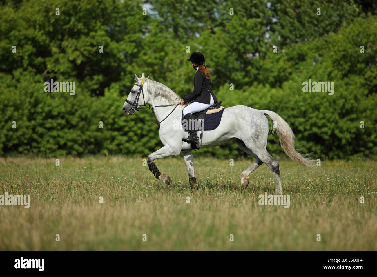 Viaggio Equestre in provincia Foto Stock