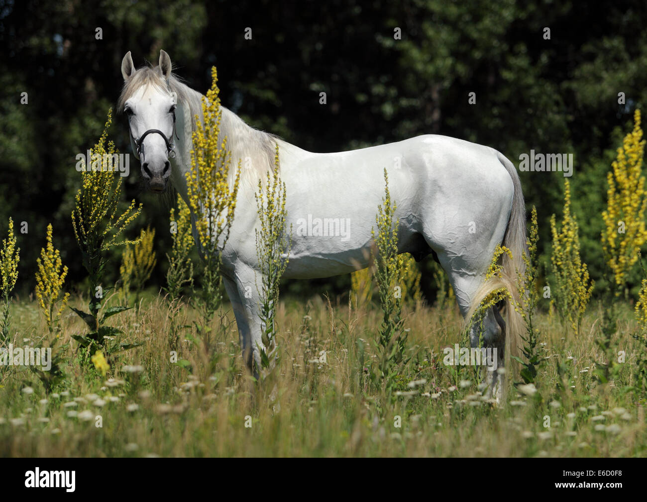 Cavallo andaluso - in piedi sul prato Foto Stock