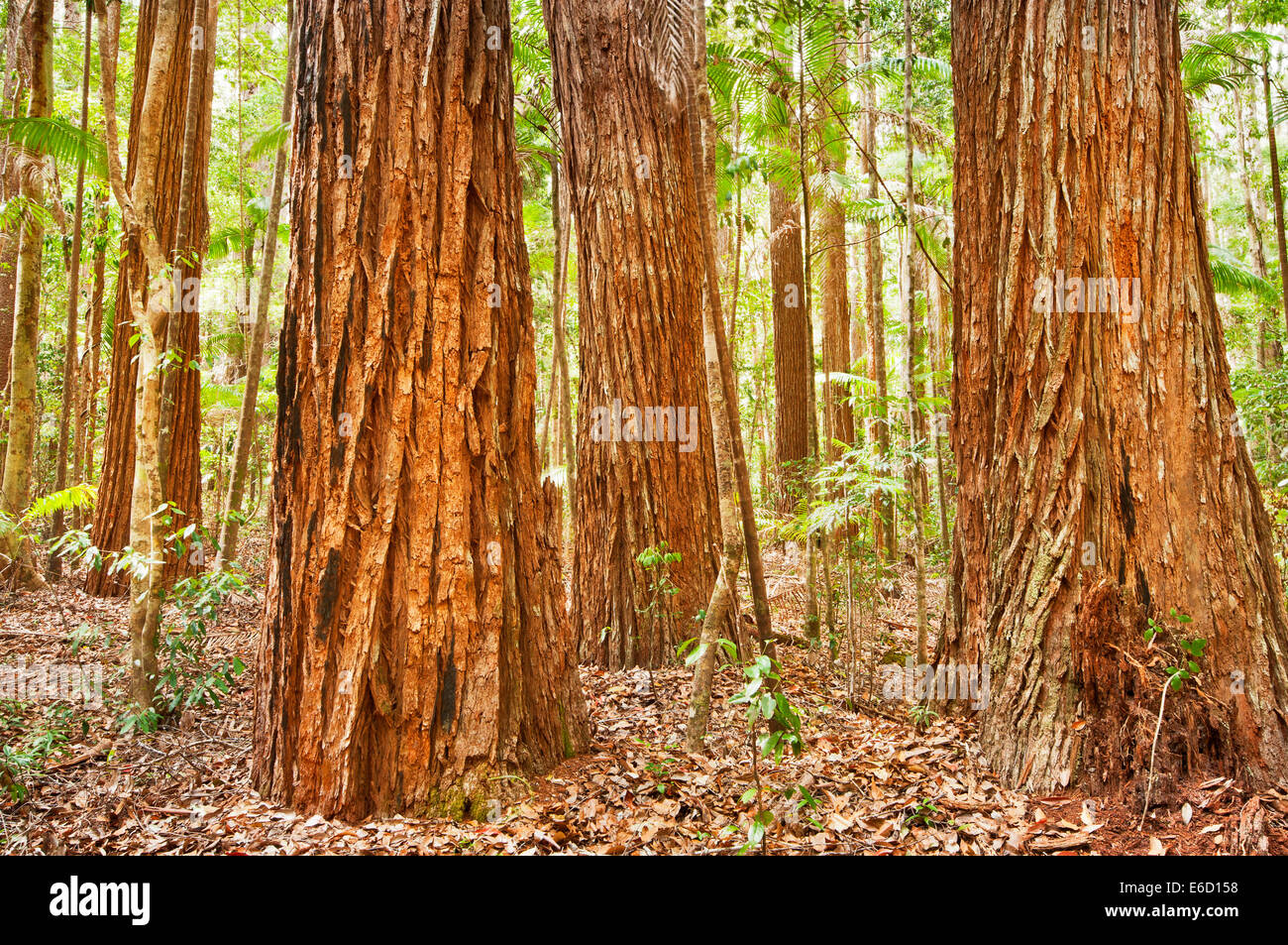 Giganteschi alberi di Satinay nella Valle Pile su Fraser Island. Foto Stock