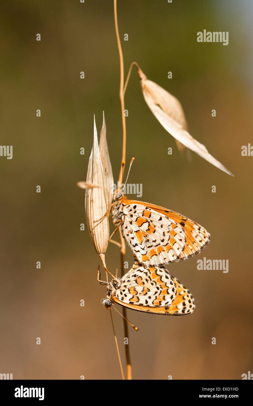 Minore di accoppiamento Spotted Fritillary (Melitaea trivia) farfalla fotografata in Israele, la molla può Foto Stock