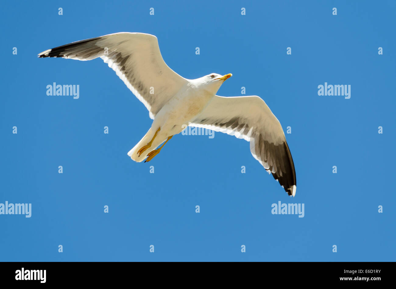 Seagull volare in un cielo blu Foto Stock