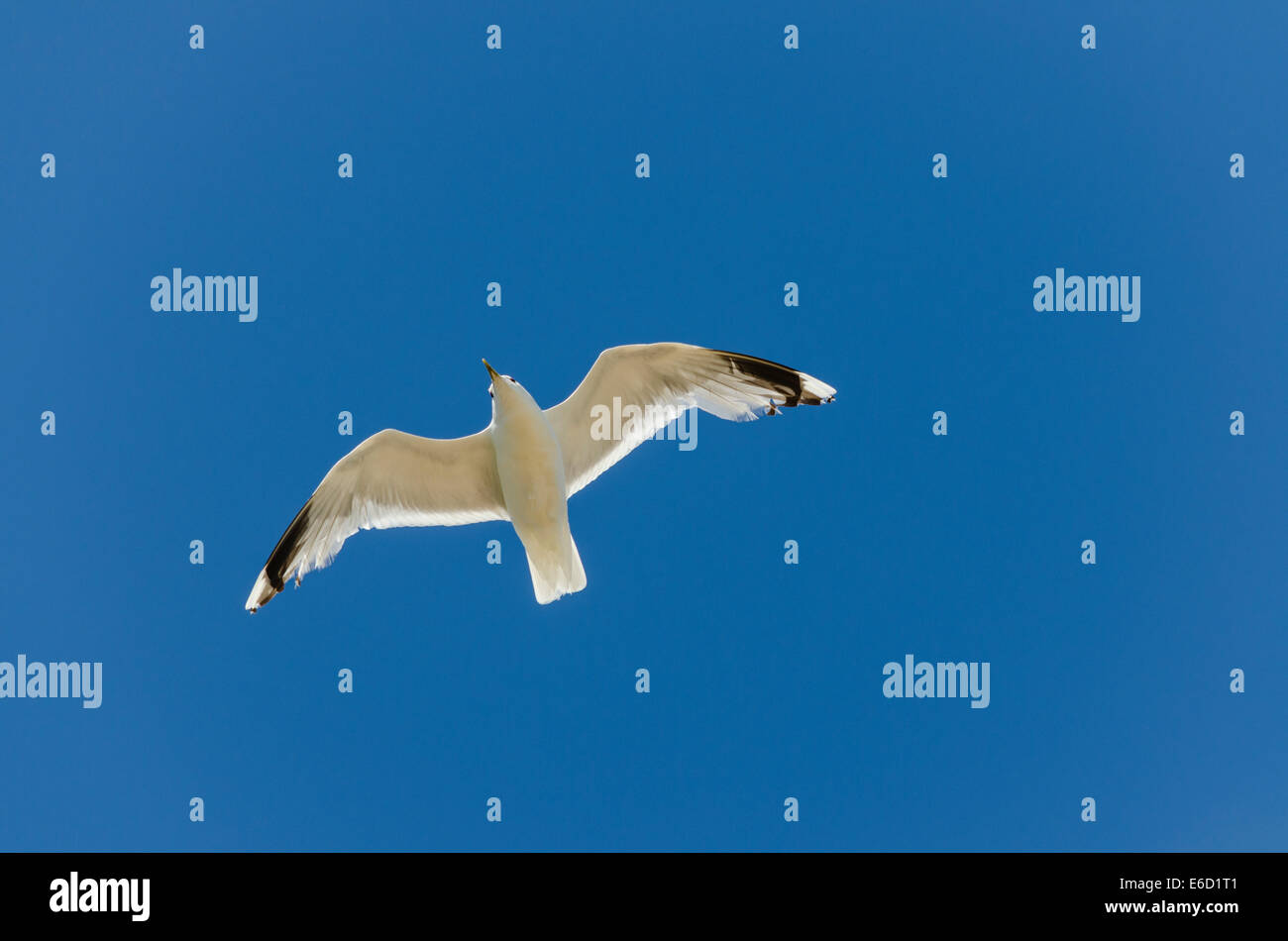 Seagull volare in un cielo blu Foto Stock