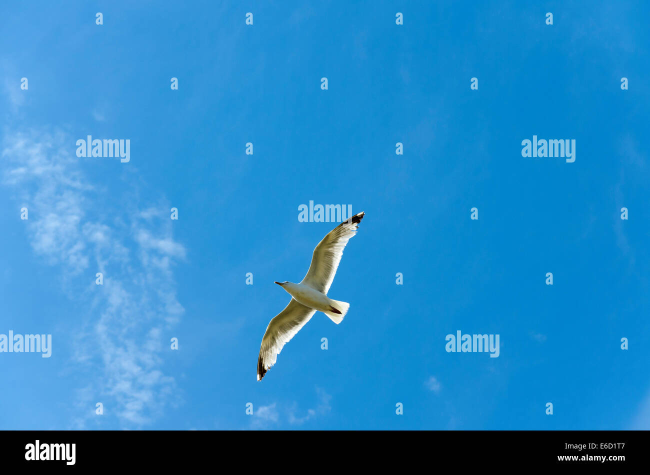 Seagull volare in un cielo blu Foto Stock