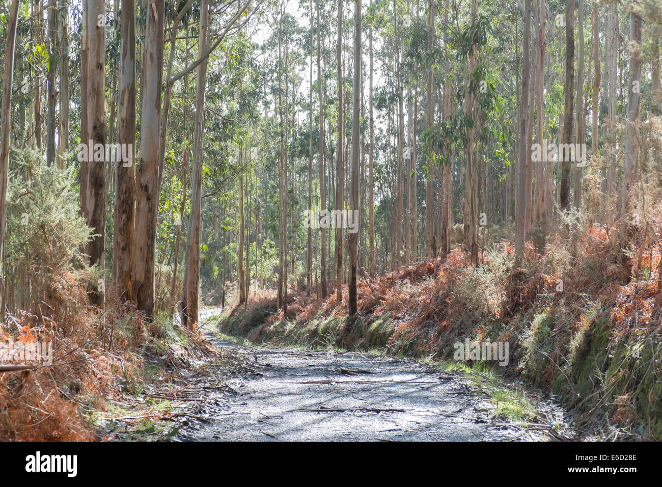 Foresta di blu della Tasmania Gum, Southern Blue gomma o gomma blu (Eucalyptus globulus), Galizia, Spagna Foto Stock