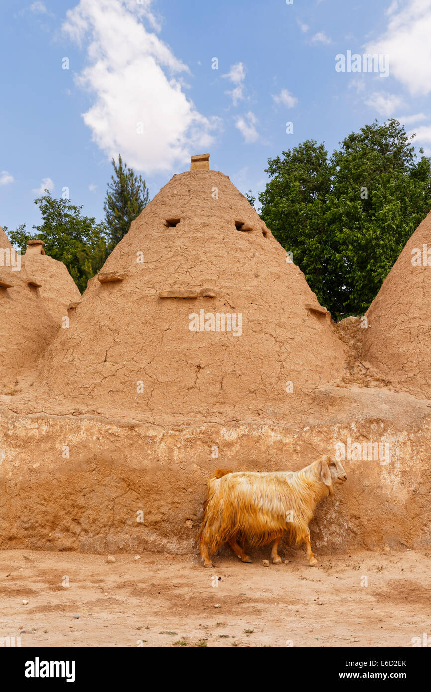 Capra di fronte ad alveare a forma di mattoni di fango case trulli, Harran, Provincia di Şanlıurfa, Urfa Provincia Foto Stock