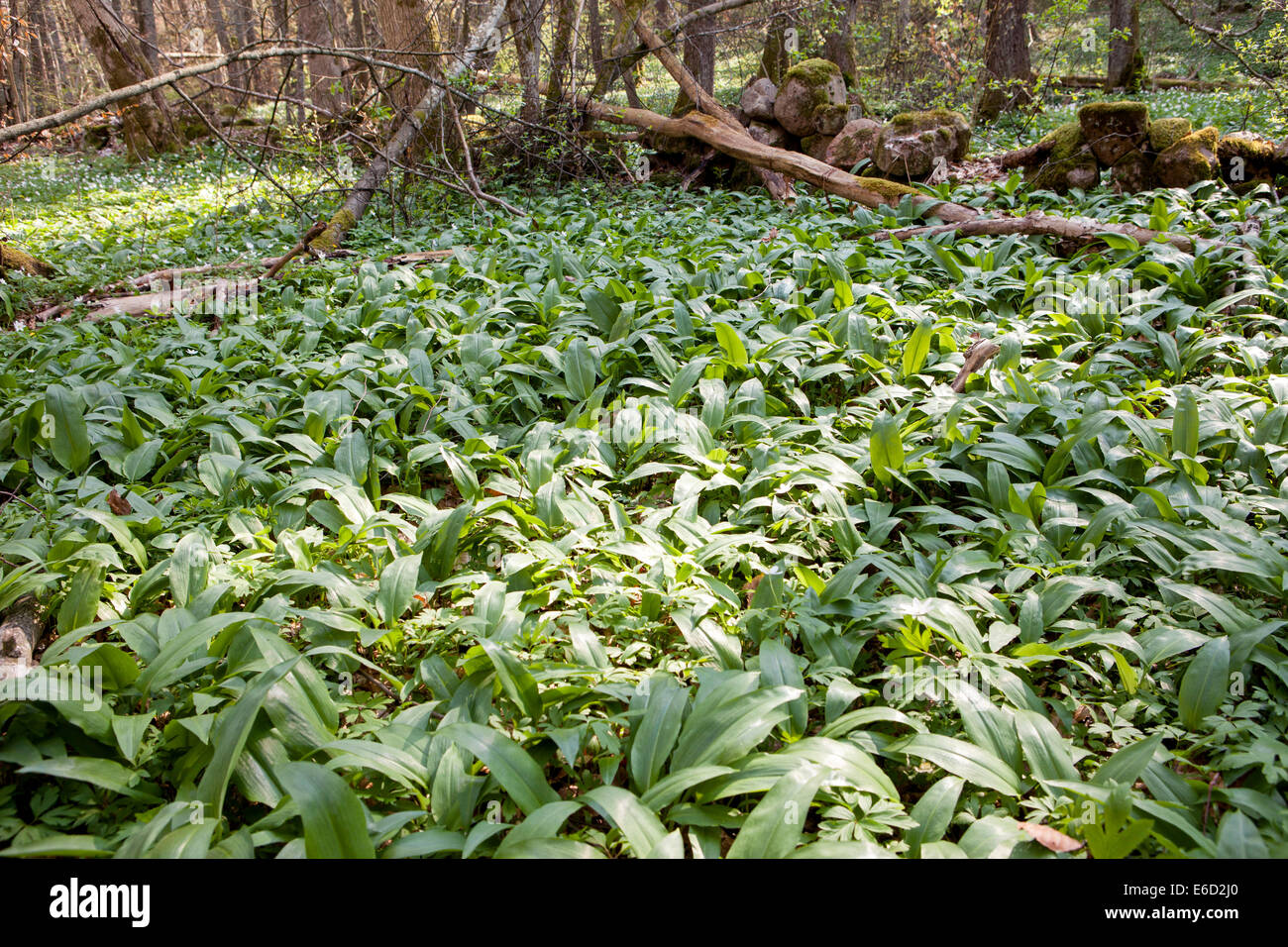 Massa nel bosco con piante di ramsons, aglio selvatico. Foto Stock