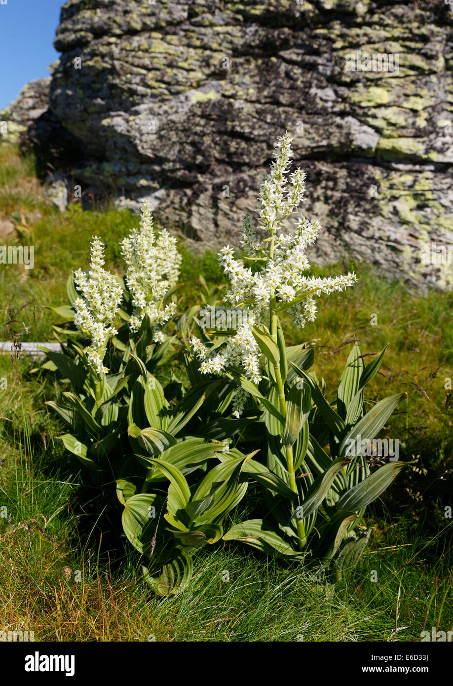 White veratro nero (Veratrum album), Saualpe alp, Carinzia, Austria Foto Stock