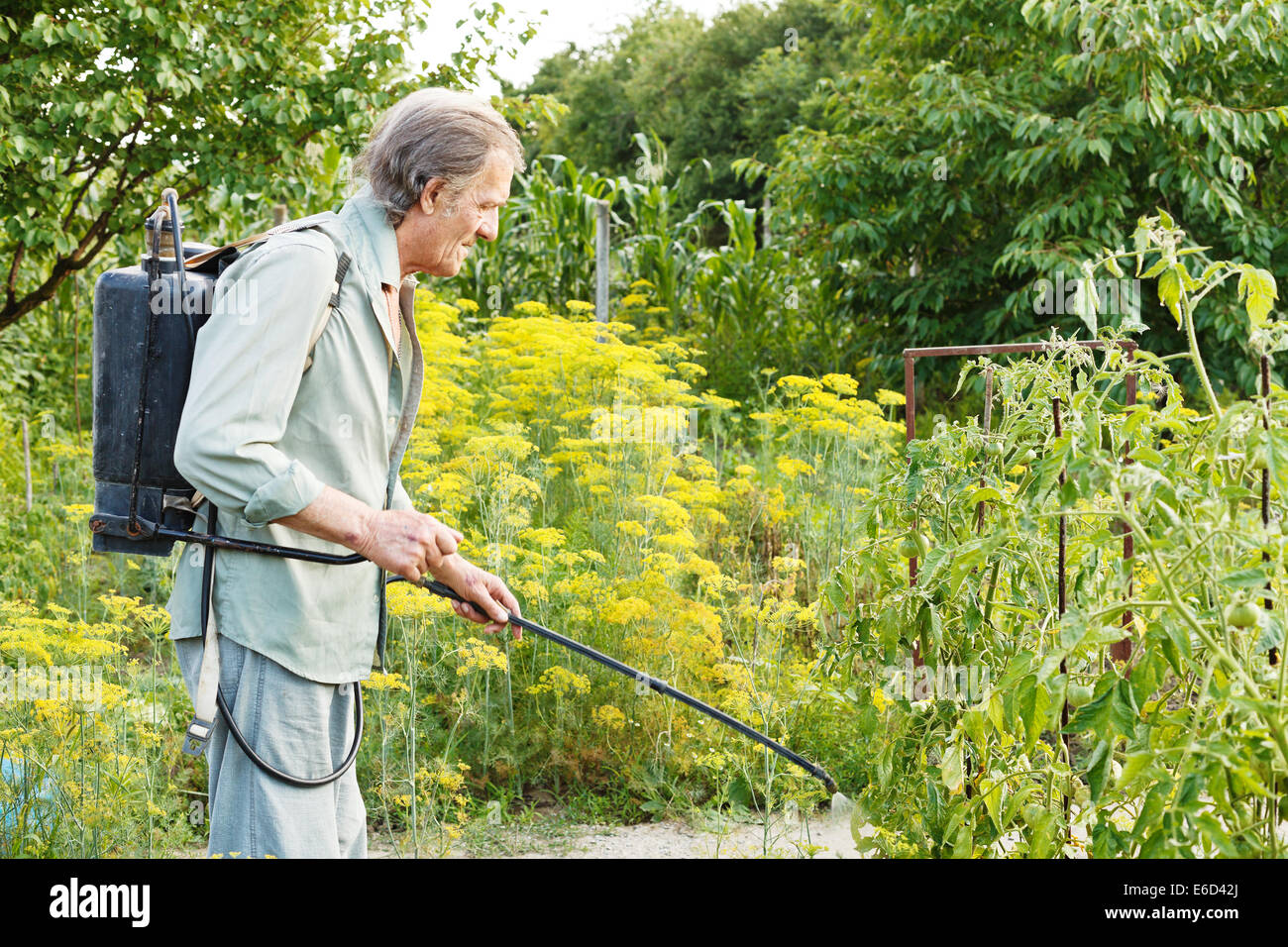 Il vecchio uomo la spruzzatura di pesticidi sul paese giardino in estate Foto Stock