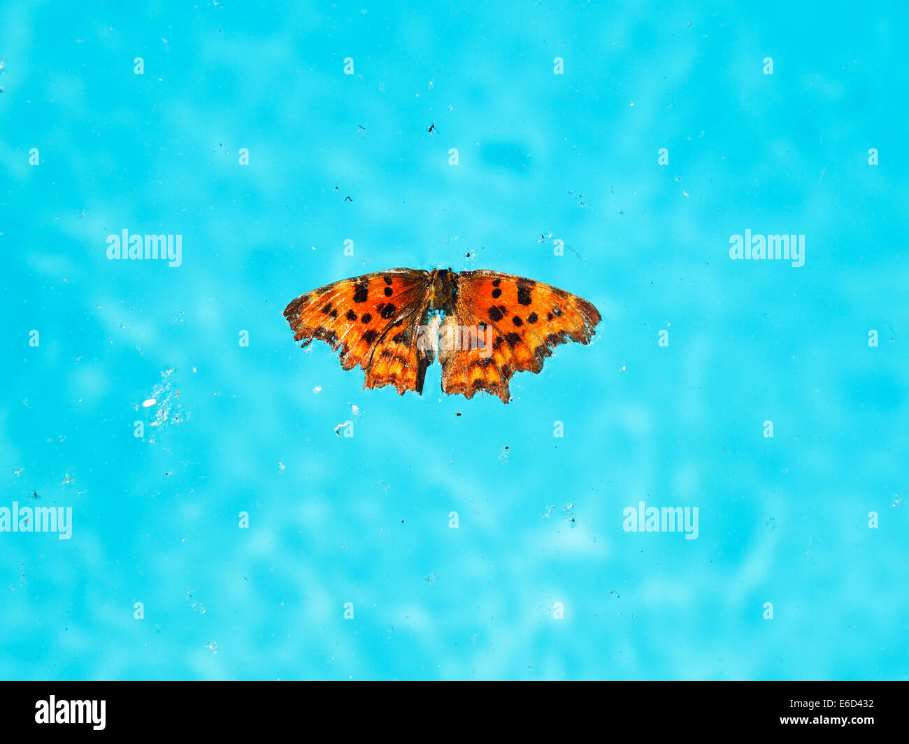 Gli insetti morti e farfalla sulla superficie dell'acqua nella piscina esterna Foto Stock