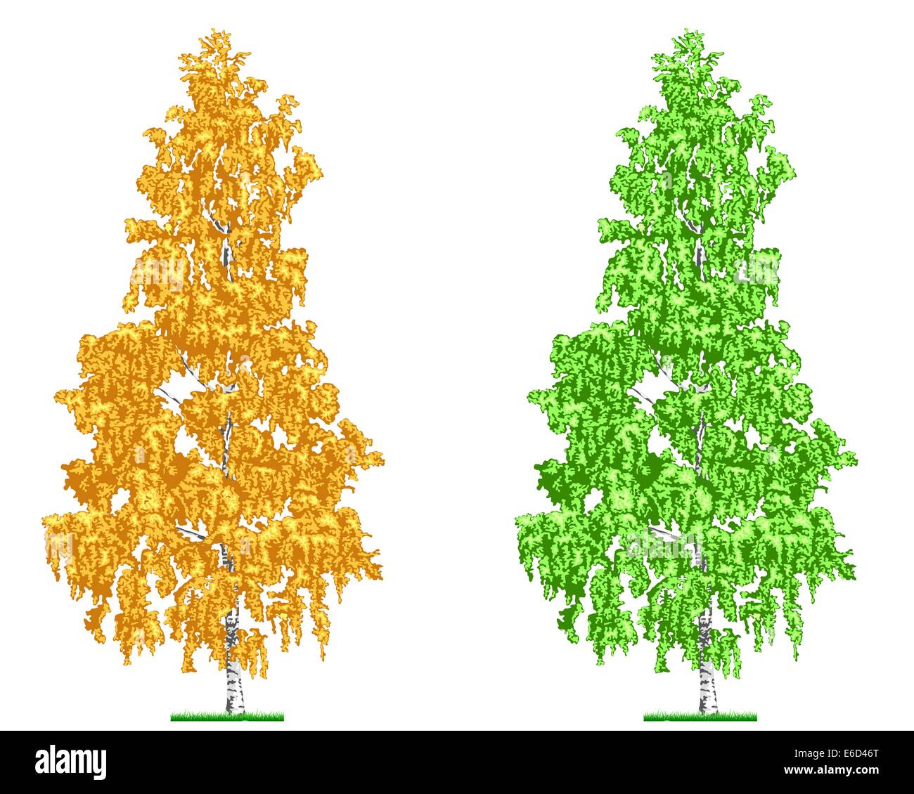 Modificabile illustrazione vettoriale di una betulla in estate e in autunno Illustrazione Vettoriale