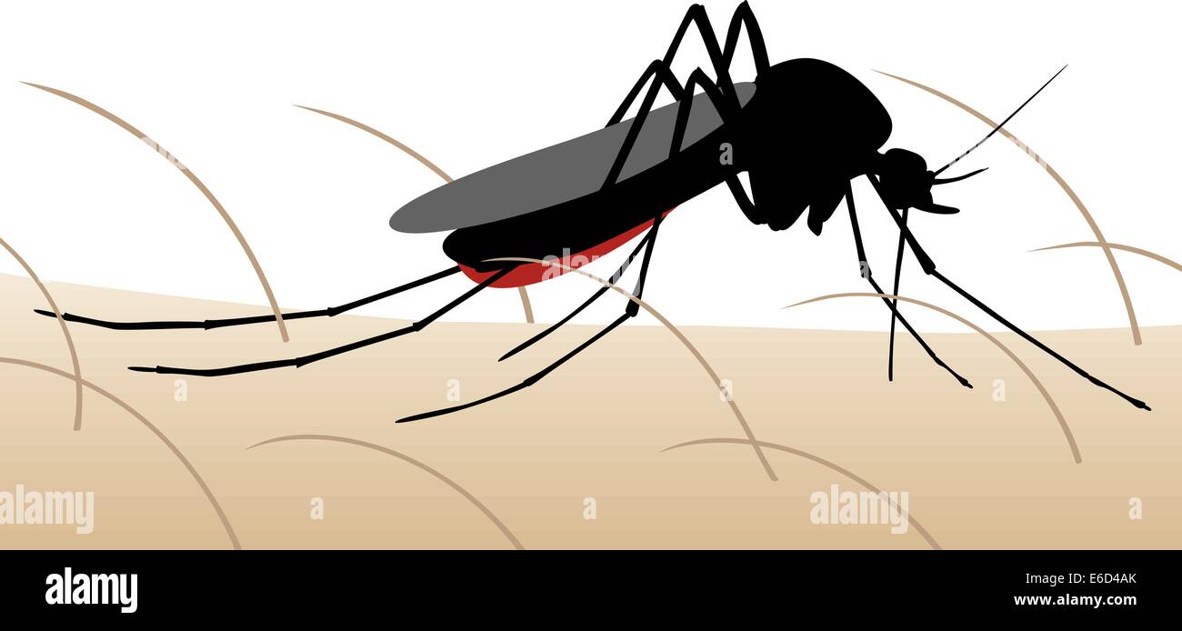 Modificabile illustrazione vettoriale di una zanzara succhiare il sangue dalla pelle umana Illustrazione Vettoriale