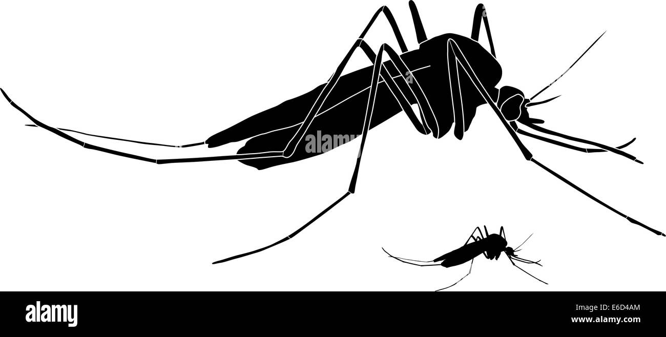Illustrazione vettoriale di una zanzara con contorno di base inclusa Illustrazione Vettoriale