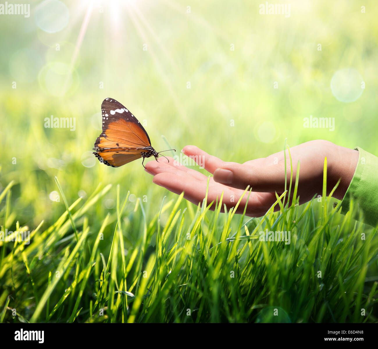 Farfalla in mano sull'erba Foto Stock