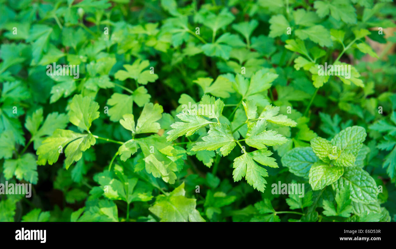 Il coriandolo fresco erbe che crescono in un giardino organico Foto Stock