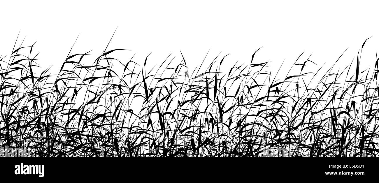 Dettagliata vettoriale modificabile silhouette di un reed-letto Illustrazione Vettoriale