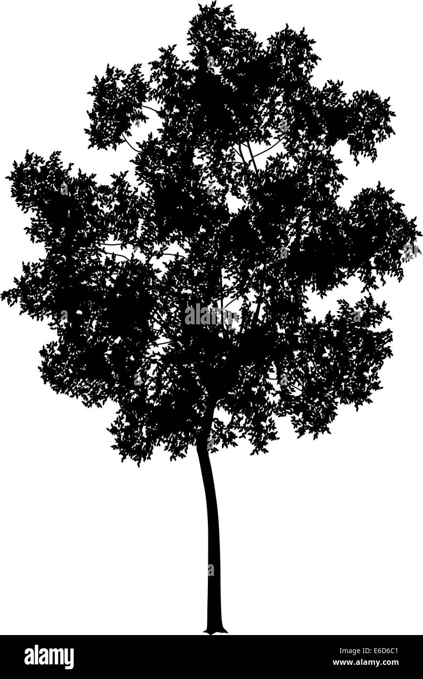 Dettagliata illustrazione vettoriale di un generico albero silhouette Illustrazione Vettoriale