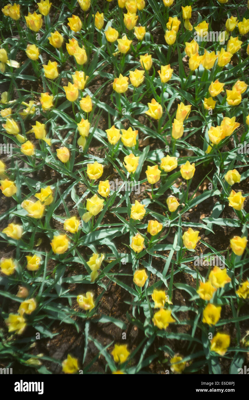 Paesi Bassi, Tulipani gialli, Tulipa, in Keukenhof, vista da sopra Foto Stock