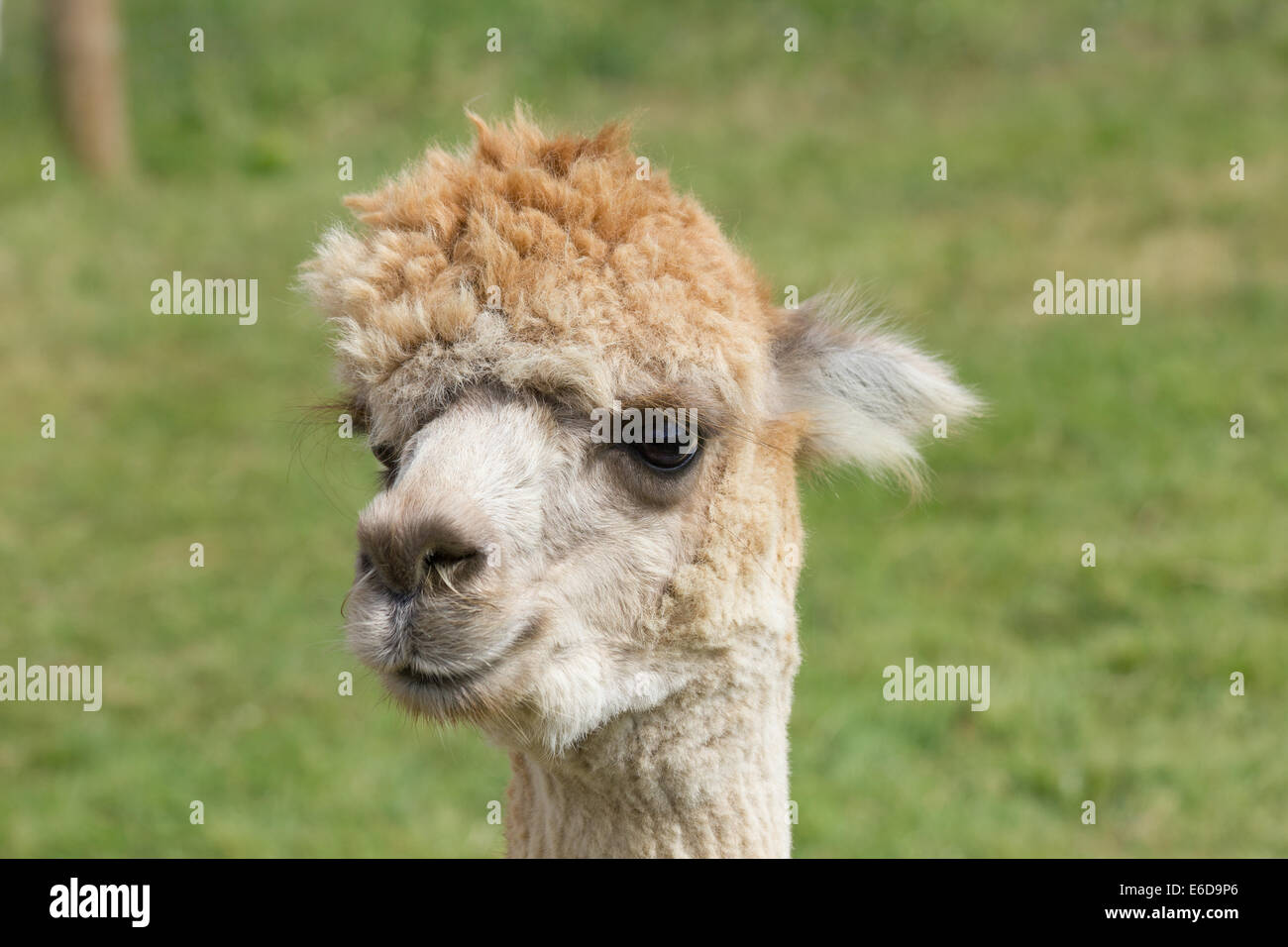 Luce bianca testa marrone di alpaca testa sull isola di Wight REGNO UNITO Foto Stock