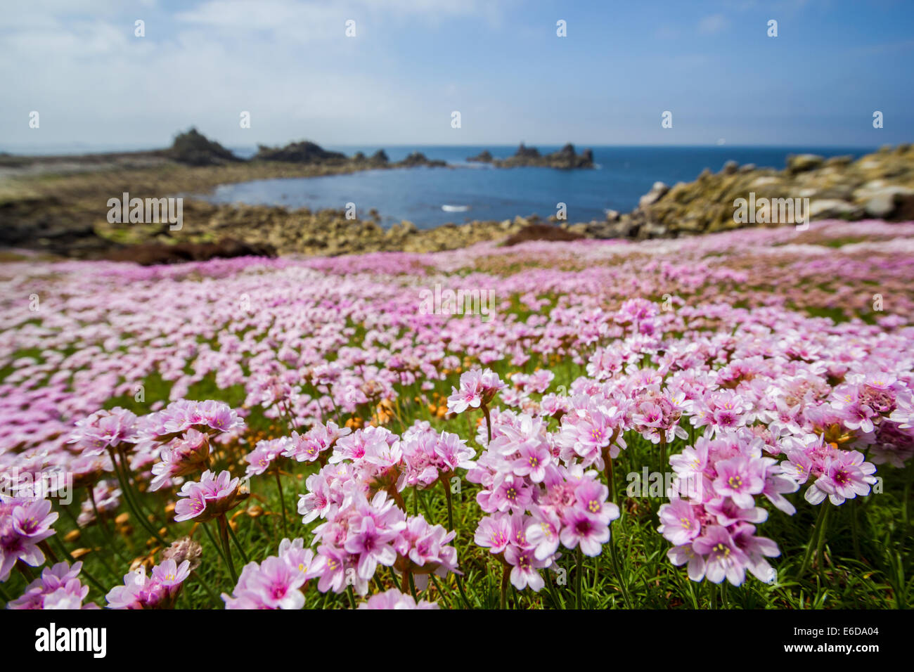Annett parsimonia Armeria maritima, un basso angolo immagine orizzontale che mostra le vaste fasce di parsimonia rosa che crescono sul disabitata Foto Stock