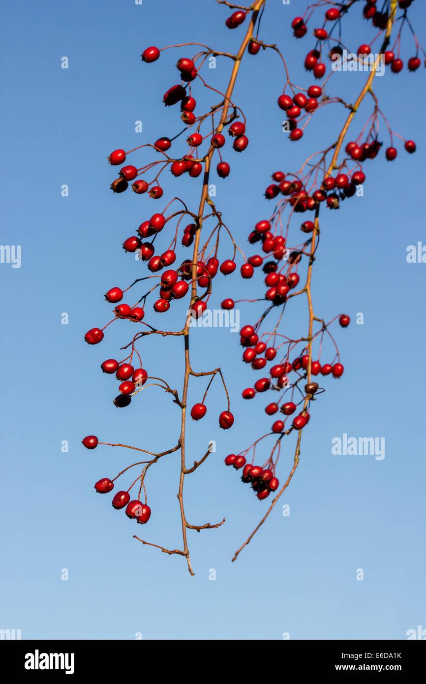 Bacche awthorn (Crataegus monogyna) fotografati contro un cielo azzurro sfondo Pooley Country Park, il Tamworth, Regno Unito. Foto Stock