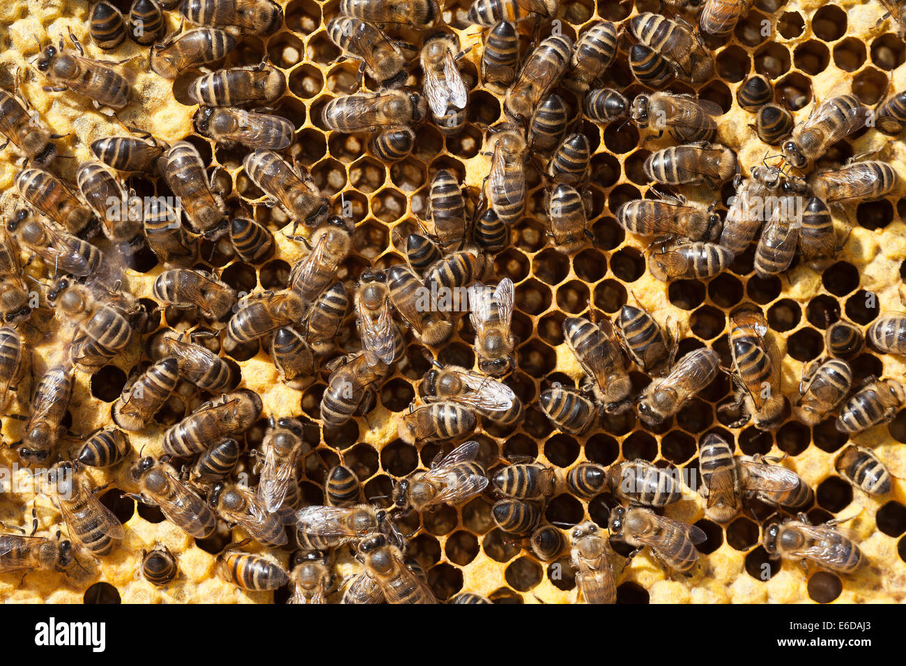 Vista ravvicinata del lavoratore inglese honeybees in alveare principalmente la preparazione di celle vuote per le uova di nuovo ad essere prevista dalla regina. Regno Unito Foto Stock