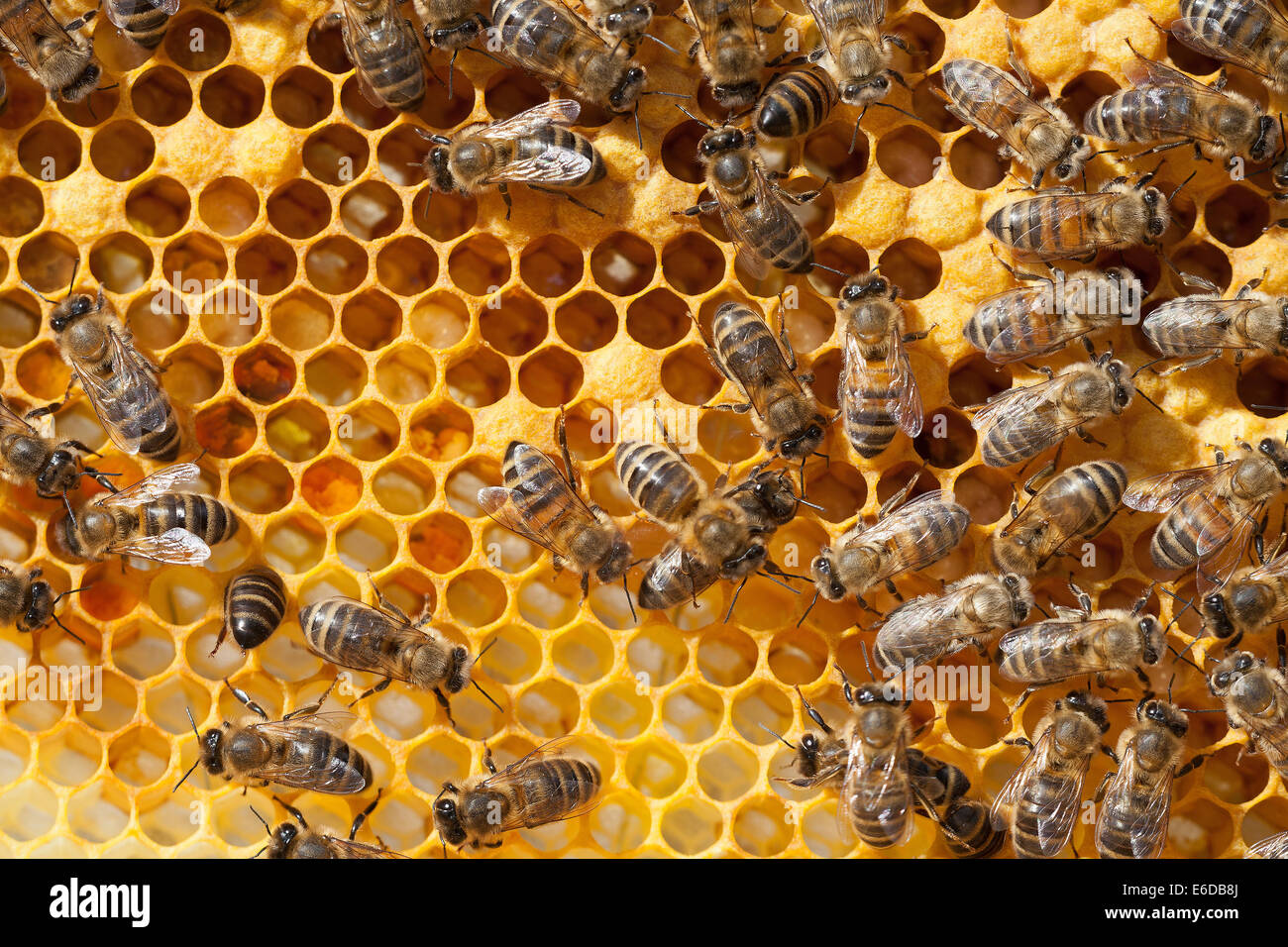 Lavoratore inglese honeybees in alveare tendendo ed alimentazione di recente larve schiuse, guardando dopo la covata sigillata e la preparazione di nuove cellule Foto Stock