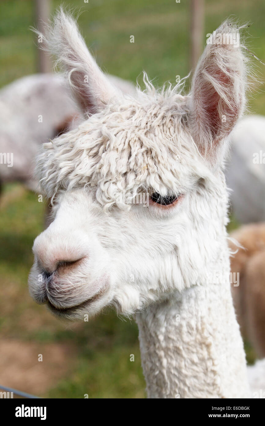 Colorate di bianco alpaca testa sul ritratto Isle of Wight REGNO UNITO Foto Stock