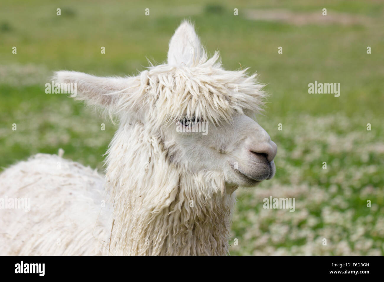 Alpaca bianco lato testa ritratto Isle of Wight REGNO UNITO Foto Stock
