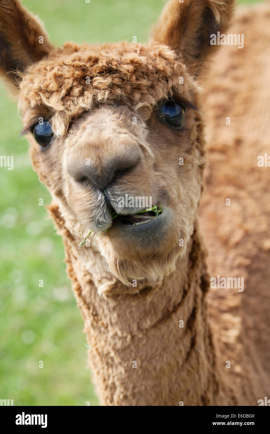Luce di colore marrone testa di alpaca guardando la telecamera Isle of Wight REGNO UNITO Foto Stock