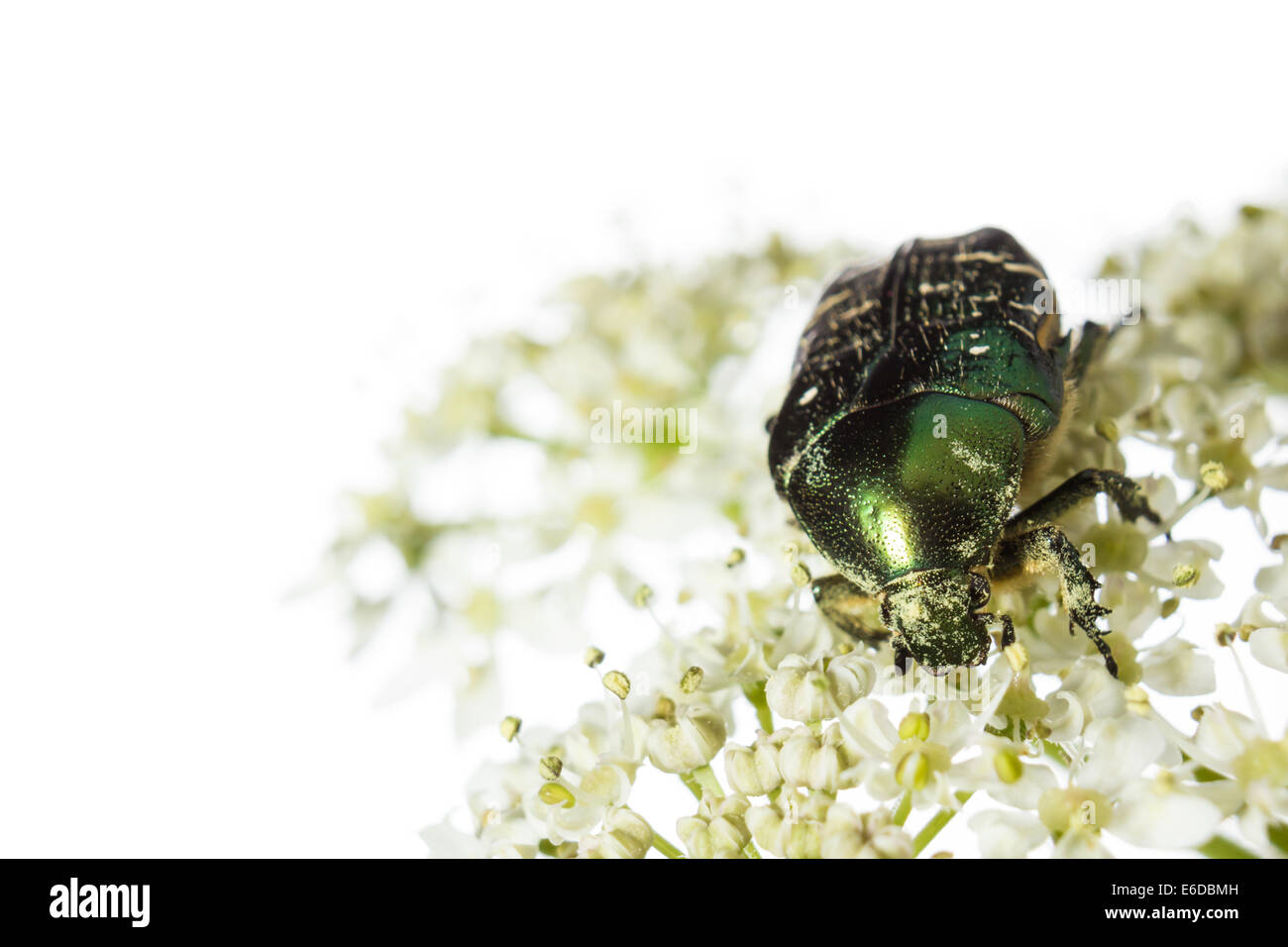 Rose chafer Cetonia aurata, una rosa chafer beetle alimentazione su hogweed Heracleum sphondylium Foto Stock