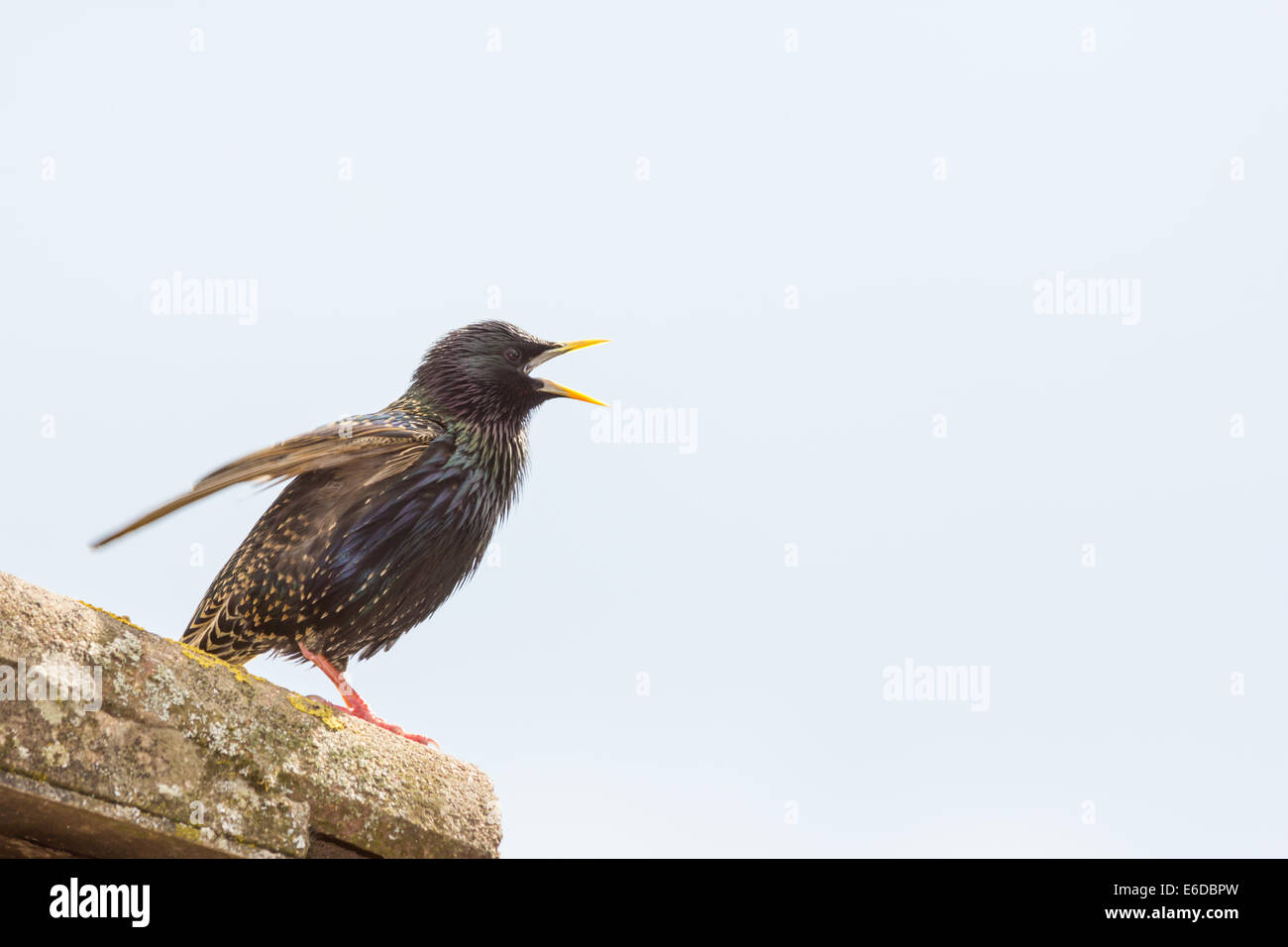 Starling Sturnus vulgaris, un maschio di una coppia di riproduttori in piena canzone sul tetto di una casa. Canta appena fuori dal suo nido. Foto Stock