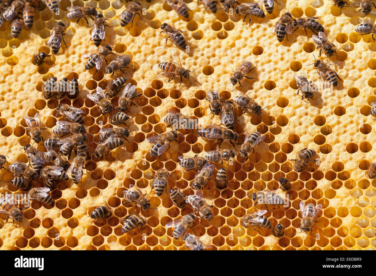 Api operaie inglesi che nutrono le larve con Queen Bee al centro, deporre l'uovo in una cella vuota dell'alveare Foto Stock