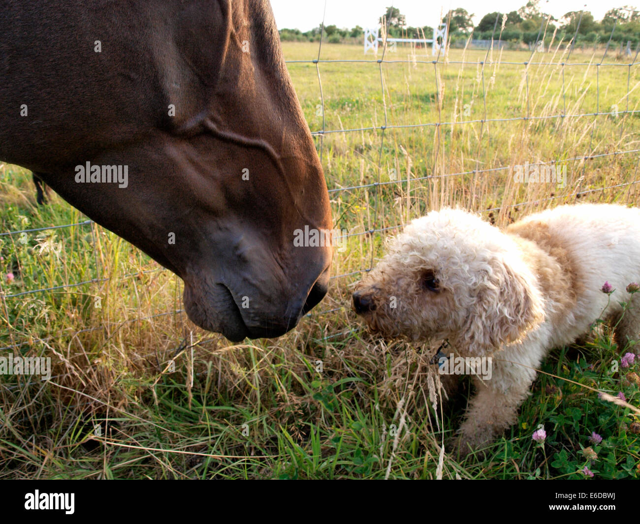 Riunione a cavallo di un cane Labradoodle, REGNO UNITO Foto Stock