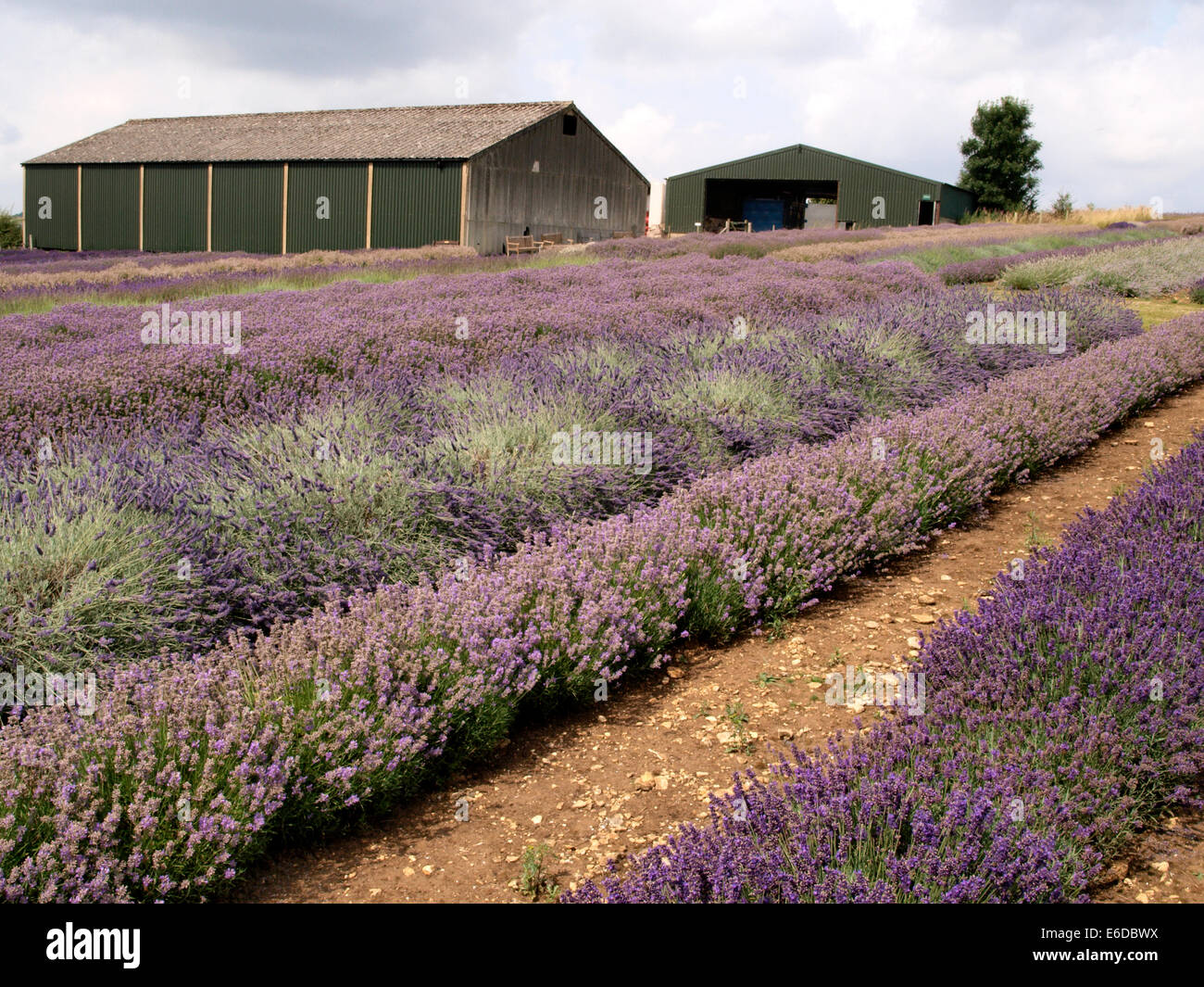 Cotswold Lavanda, Snowshill, Worcestershire, Regno Unito Foto Stock