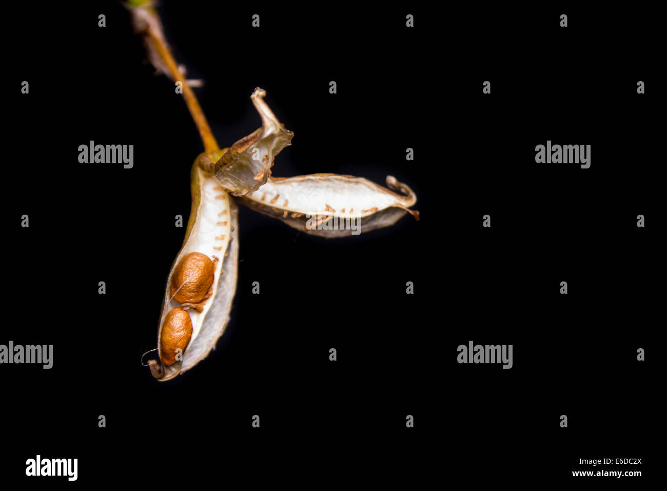 Seme pod fotografati contro un make-shift sfondo nero. Solo pochi semi può essere visto sinistra del pod, il Tamworth. Foto Stock