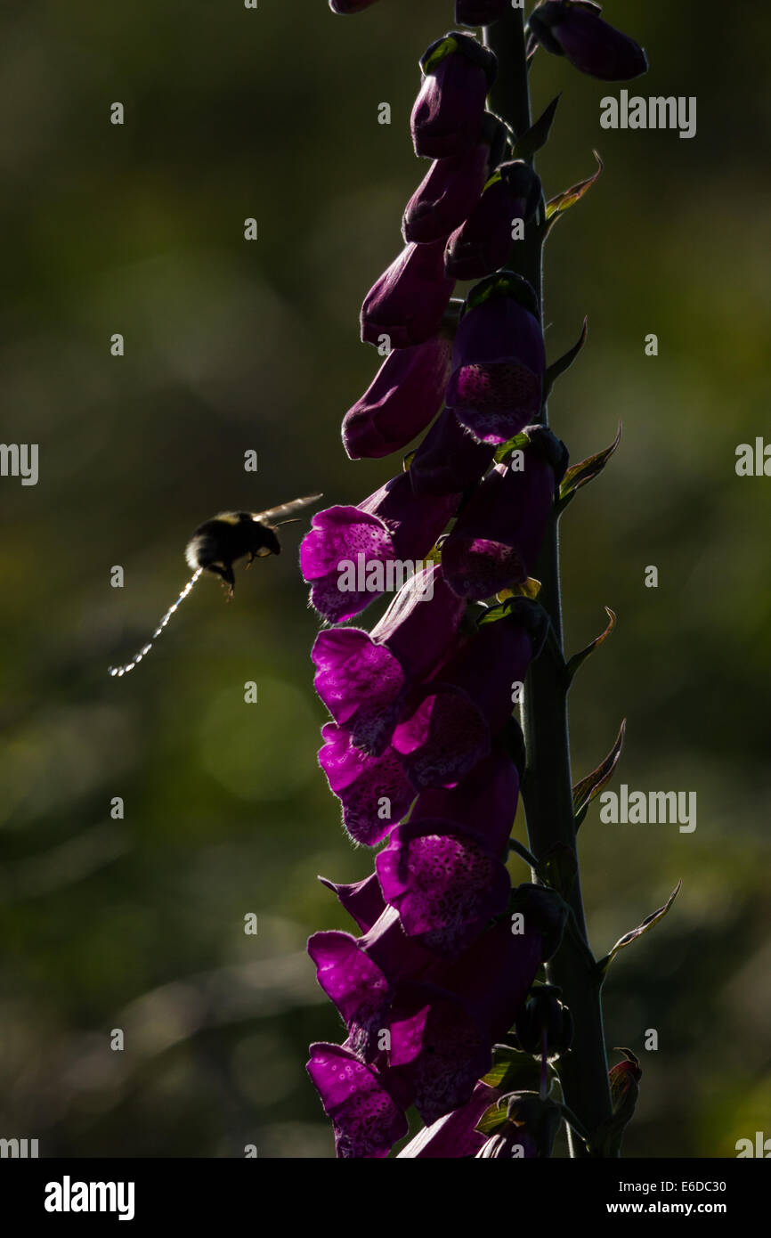 Buff-tailed bumblebee Bomubus terrestris, di alimentazione su un comune foxglove (Digitalis purpurea) come rifiuti excretes mid-volo. Foto Stock