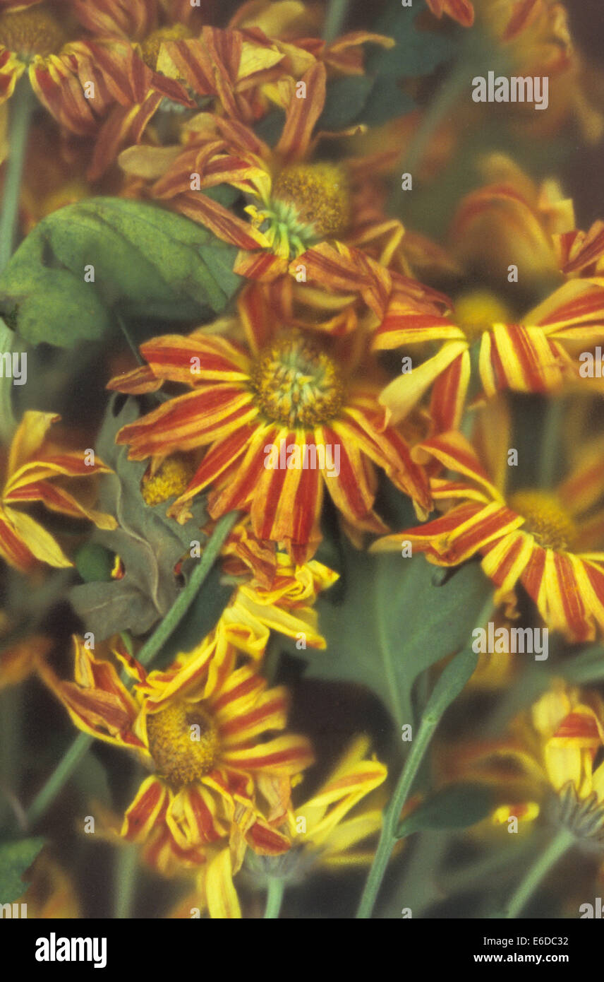 Spruzzi di morire crisantemo con strisce di colore giallo e arancio fiori e foglie verdi che giace sotto un vetro smerigliato Foto Stock