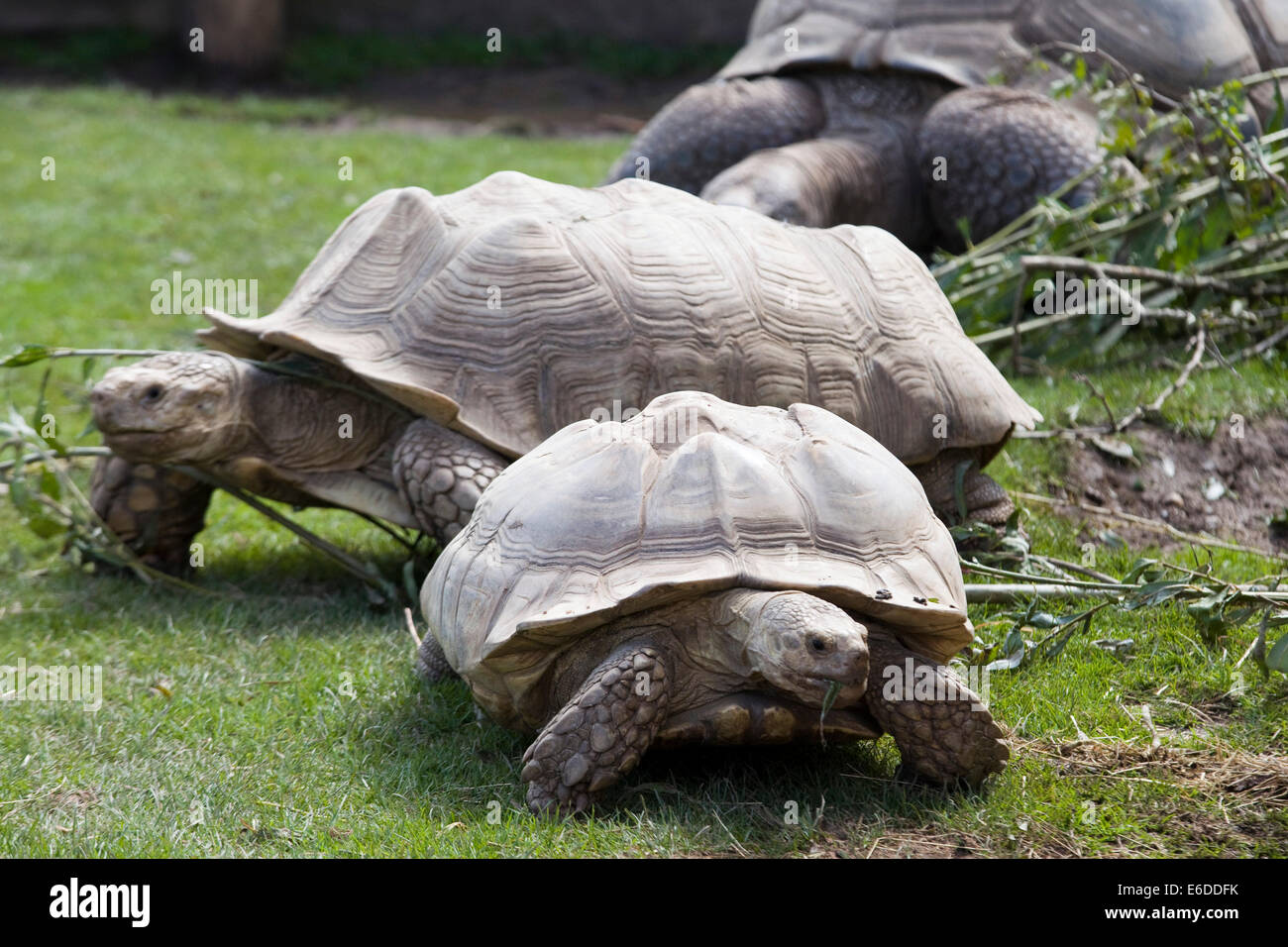 Tartarughe Giganti che cammina verso la telecamera Foto Stock
