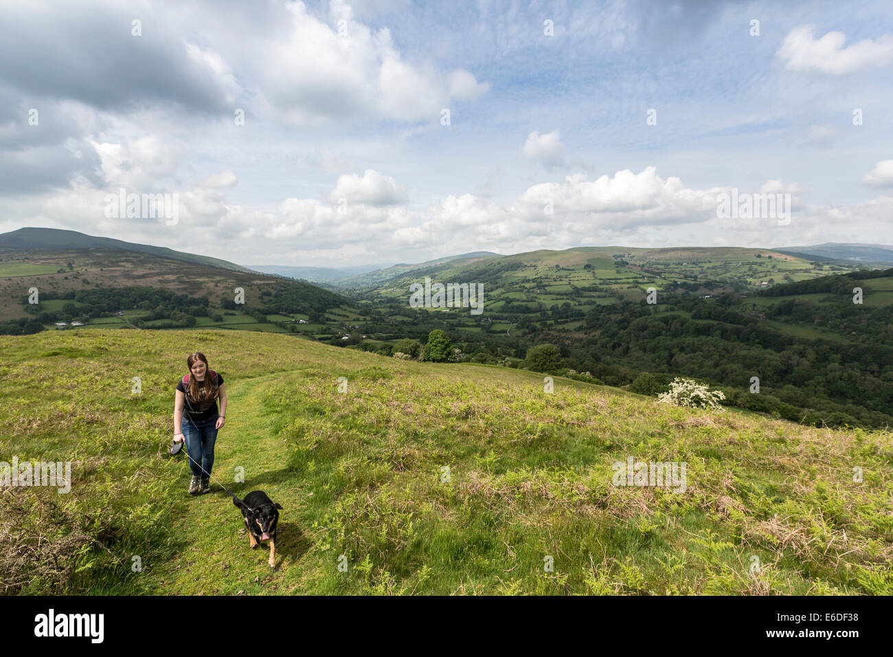 Giovane cane a piedi sul piombo su open brughiera, Bryn Arw, nei pressi di Abergavenny, Wales, Regno Unito Foto Stock