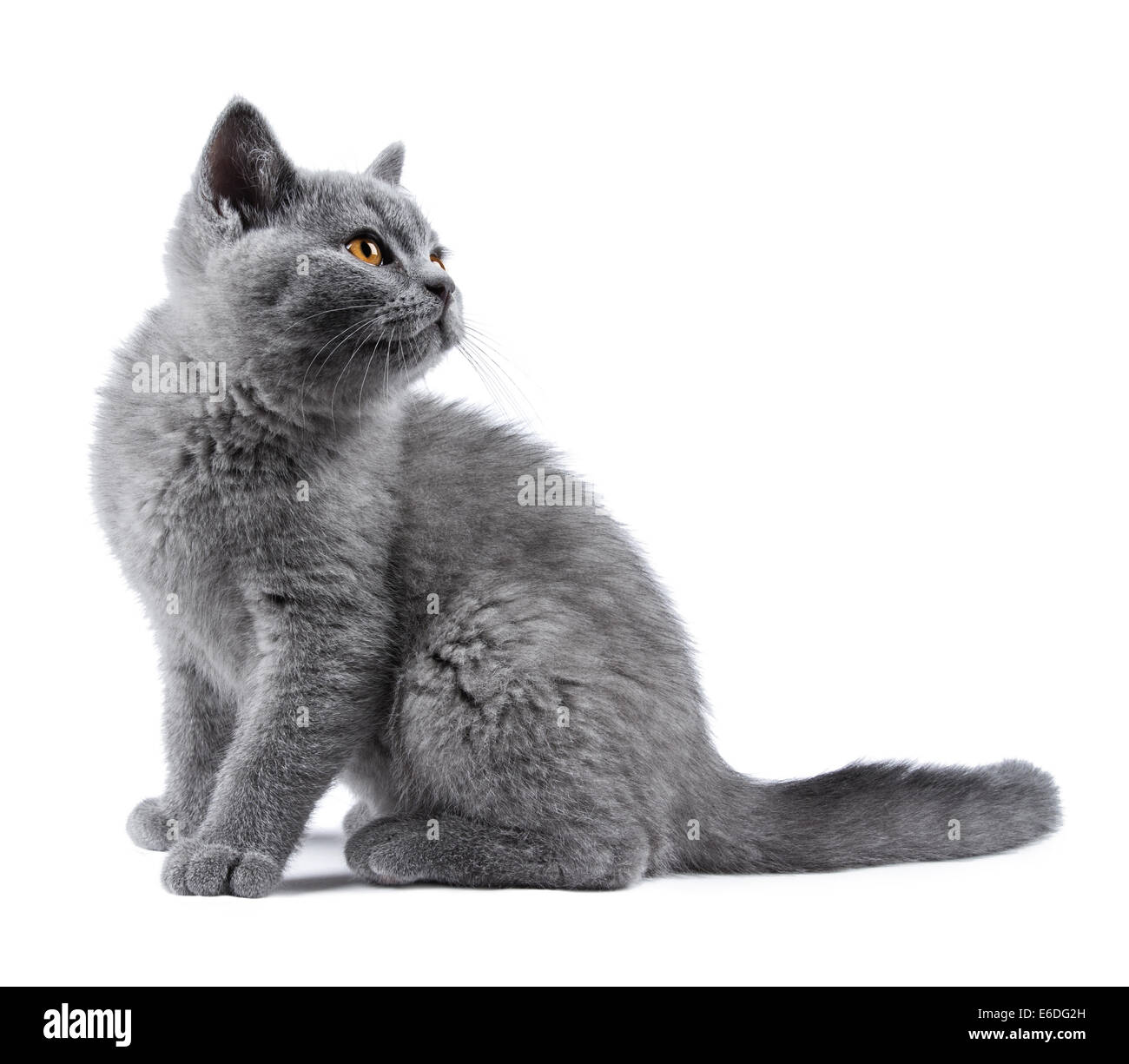 Udienza british capelli corti gattino su sfondo bianco Foto Stock