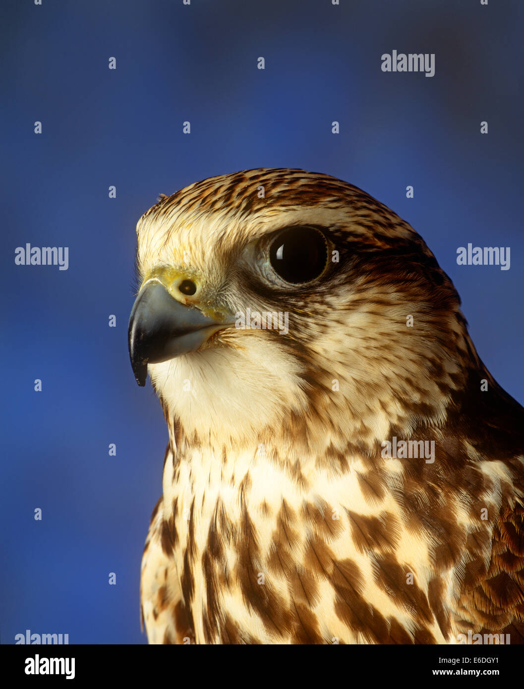 Falcon guardando nella telecamera Foto Stock