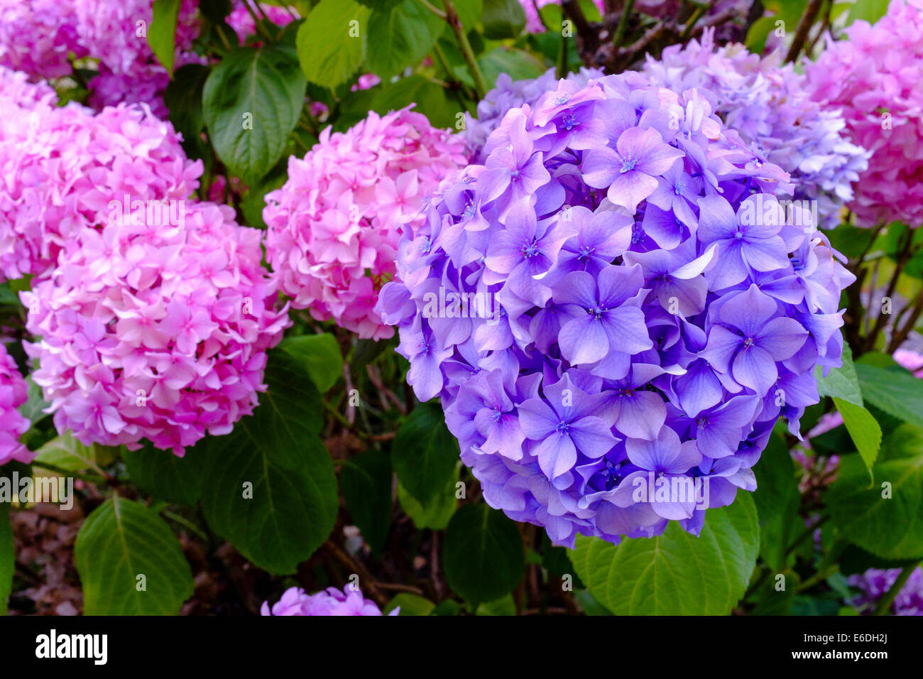 Mophead ortensia (H. macrophylla) Foto Stock