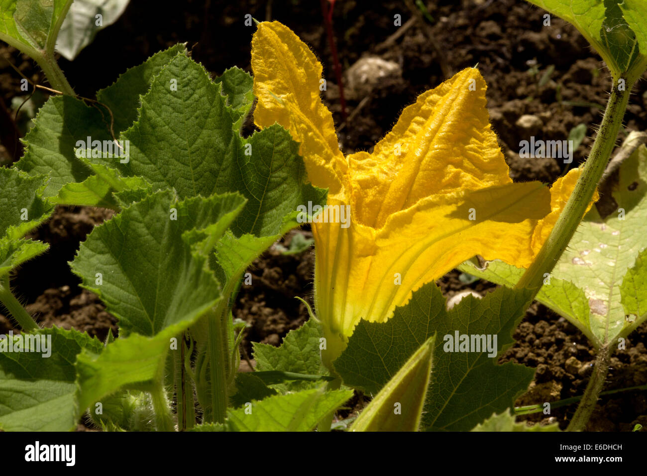 Fiori di zucca su impianto sul riparto grafico Foto Stock
