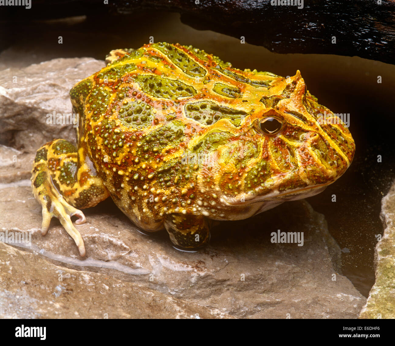 Breve trama corposa rana Foto Stock