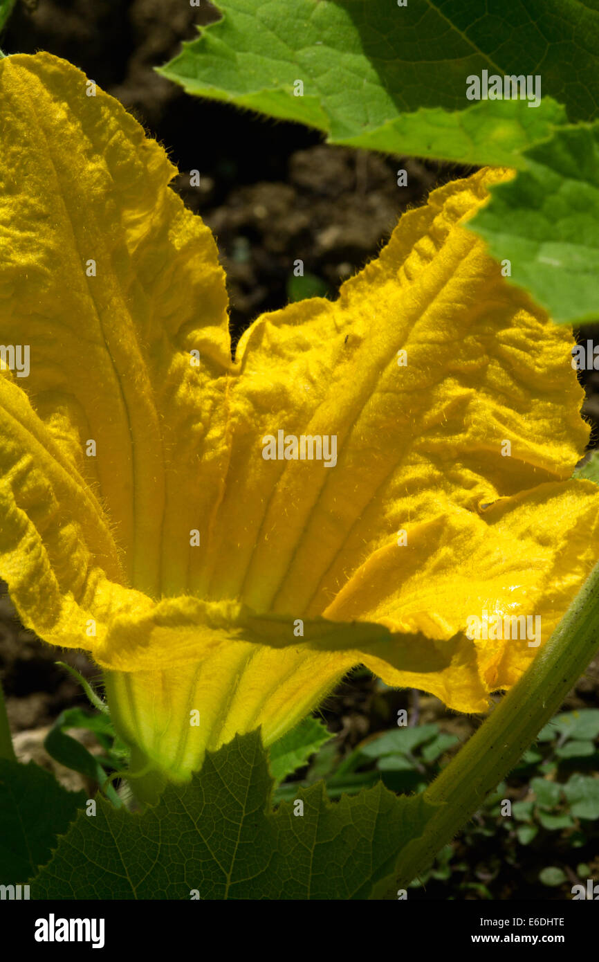 Un'immagine ravvicinata di un fiore di squash giallo brillante sulla mia assegnazione. Ortaggi biologici di origine propria propagati da semi e piantati fuori. Foto Stock