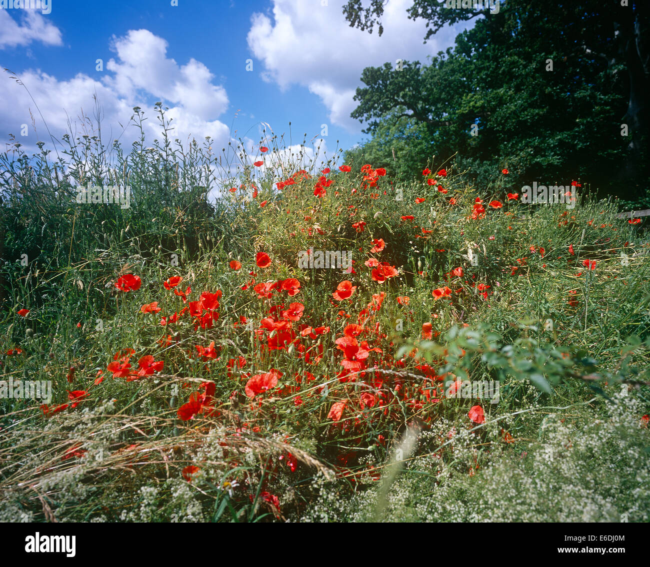 Poppys selvaggio rosso Foto Stock