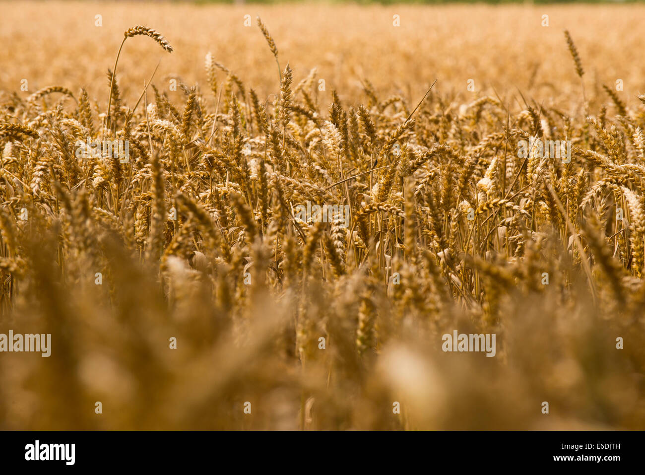 Un vicino del grano che cresce in un campo di Shropshire. Foto Stock